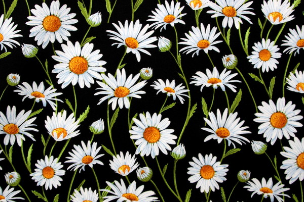 White Daisies on Black Kiwiana Cotton