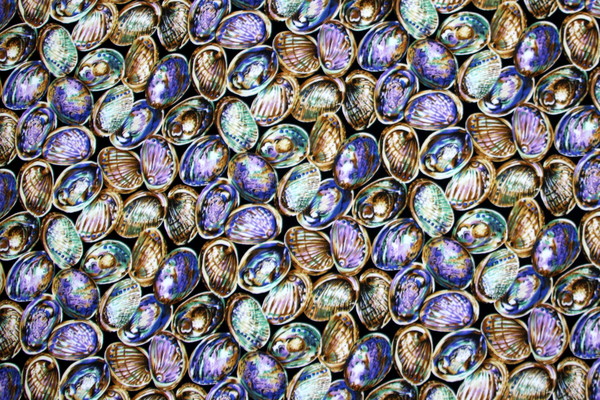 Paua Shells Kiwiana Printed Cotton
