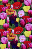Bright Tulips on Black Printed Premium Cotton