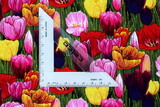 Bright Tulips on Black Printed Premium Cotton