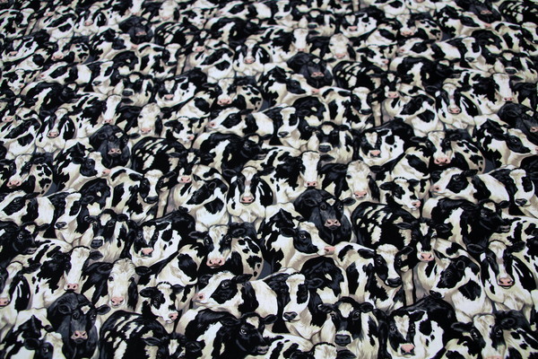 Black & White Cows Cotton Print