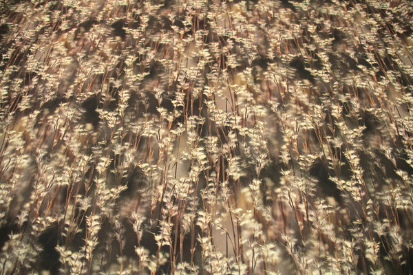 Autumn Seeds Printed Cotton