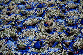 Pukeko Swamp Kiwiana Cotton