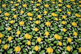 Just Fruit: Lemons on Black Premium Cotton