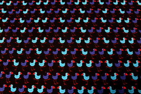 Designer Kiwiana Cotton - Pukeko Stomp