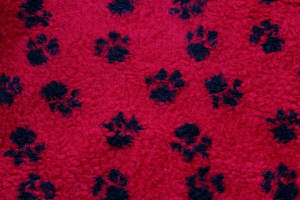 Funky Paws Printed Sherpa