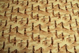 Meerkat - African Safari Premium Cotton